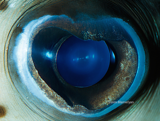 Illustration for article titled The eyes of animals look a lot like alien worlds